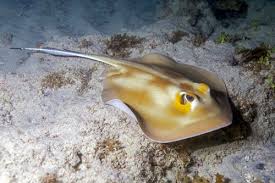 Image result for Hypanus say