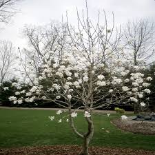 Attēlu rezultāti vaicājumam “Magnolia x loebneri”