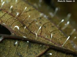 Attēlu rezultāti vaicājumam “Typhula setipes”