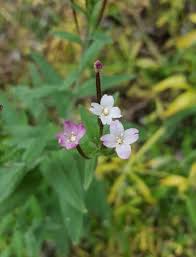 Attēlu rezultāti vaicājumam “Epilobium parviflorum”