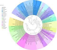 Image result for Cyprinus megalophthalmus