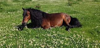 Image result for Beechwood Riding School