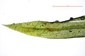 Attēlu rezultāti vaicājumam “Pohlia elongata”