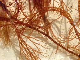 Attēlu rezultāti vaicājumam “Ceramium sp.”