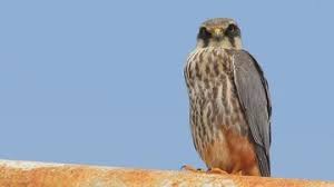 Attēlu rezultāti vaicājumam “Falco subbuteo adult”