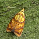 Attēlu rezultāti vaicājumam “Acleris bergmanniana”