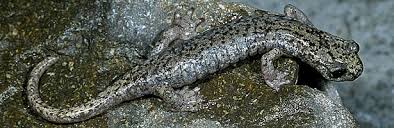 Image result for Platycephalus richardsoni