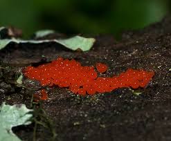 Attēlu rezultāti vaicājumam “Hemitrichia sp.”