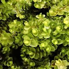 Attēlu rezultāti vaicājumam “Nardia geoscyphus”