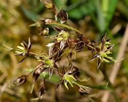 Attēlu rezultāti vaicājumam “Luzula pilosa flower”
