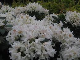 Attēlu rezultāti vaicājumam “Rhododendron catawbiense”