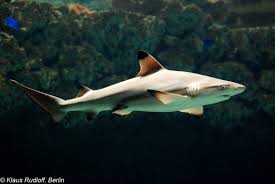 Image result for Carcharhinus melanopterus