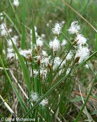 Attēlu rezultāti vaicājumam “Trichophorum alpinum”
