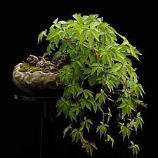 Image result for parthenocissus bonsai