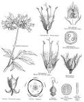 <b>Hydrophyllaceae</b> R. Br. ex