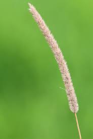 Attēlu rezultāti vaicājumam “Phleum pratense”