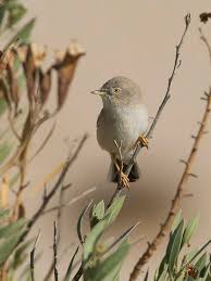 Image result for Sylvia nana