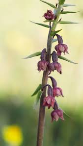 Attēlu rezultāti vaicājumam “Epipactis atrorubens fruit”