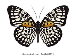 Attēlu rezultāti vaicājumam “Lepidoptera”