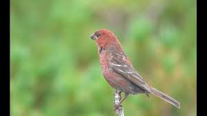 Attēlu rezultāti vaicājumam “Pinicola enucleator adult”