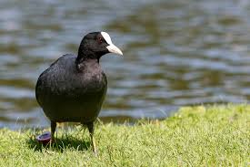 Attēlu rezultāti vaicājumam “Fulica atra”