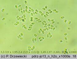 Attēlu rezultāti vaicājumam “Antrodiella faginea”