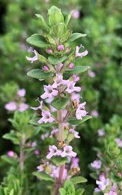 Attēlu rezultāti vaicājumam “Thymus vulgaris”