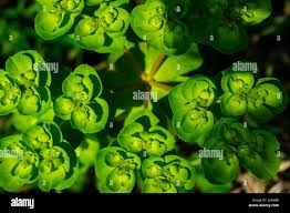 Attēlu rezultāti vaicājumam “Euphorbia helioscopia leaf”