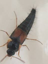 Attēlu rezultāti vaicājumam “Tachyporus sp.”