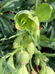 Image result for Helleborus foetidus