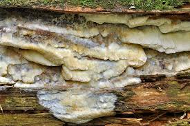 Attēlu rezultāti vaicājumam “Skeletocutis odora”