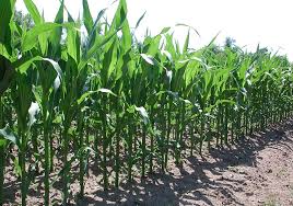 Image result for Mais