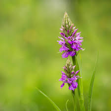 Attēlu rezultāti vaicājumam “Dactylorhiza maculata flower”