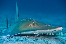 Image result for Rhynchobatus djiddensis