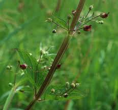 Attēlu rezultāti vaicājumam “Scrophularia umbrosa”