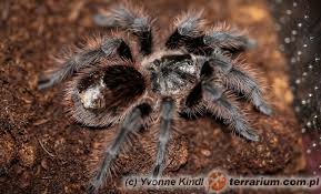 Znalezione obrazy dla zapytania Grammostola grossa