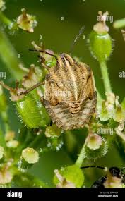 Attēlu rezultāti vaicājumam “Graphosoma lineatum nymph”
