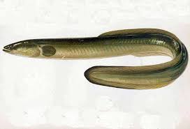 Image result for Anguilla rostrata