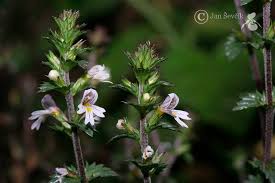 Image result for Euphrasia stricta