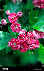 Attēlu rezultāti vaicājumam “Crataegus laevigata flower”