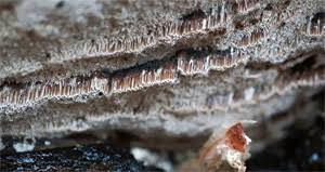 Attēlu rezultāti vaicājumam “Elmerina caryae”