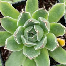 Attēlu rezultāti vaicājumam “Sedum pallidum”