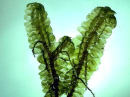 Attēlu rezultāti vaicājumam “Bazzania trilobata”