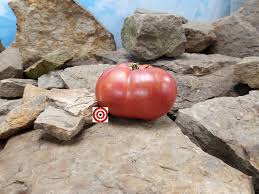 Afbeeldingsresultaat voor stump of the world tomato