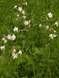 Attēlu rezultāti vaicājumam “Silene latifolia subsp. alba flower”