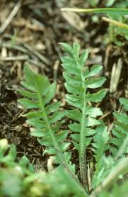 Attēlu rezultāti vaicājumam “Capsella bursa-pastoris leaf”