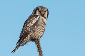 Image result for Surnia ulula