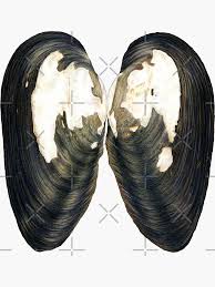 Attēlu rezultāti vaicājumam “Unio crassus”