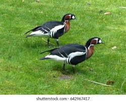 Attēlu rezultāti vaicājumam “Branta ruficollis adult”