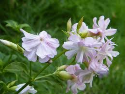 Attēlu rezultāti vaicājumam “Saponaria officinalis flower”
